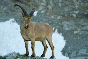 dreamstimefree_16729801