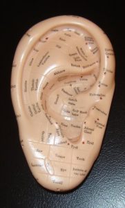 ear-model