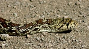 dreamstimefree_105496