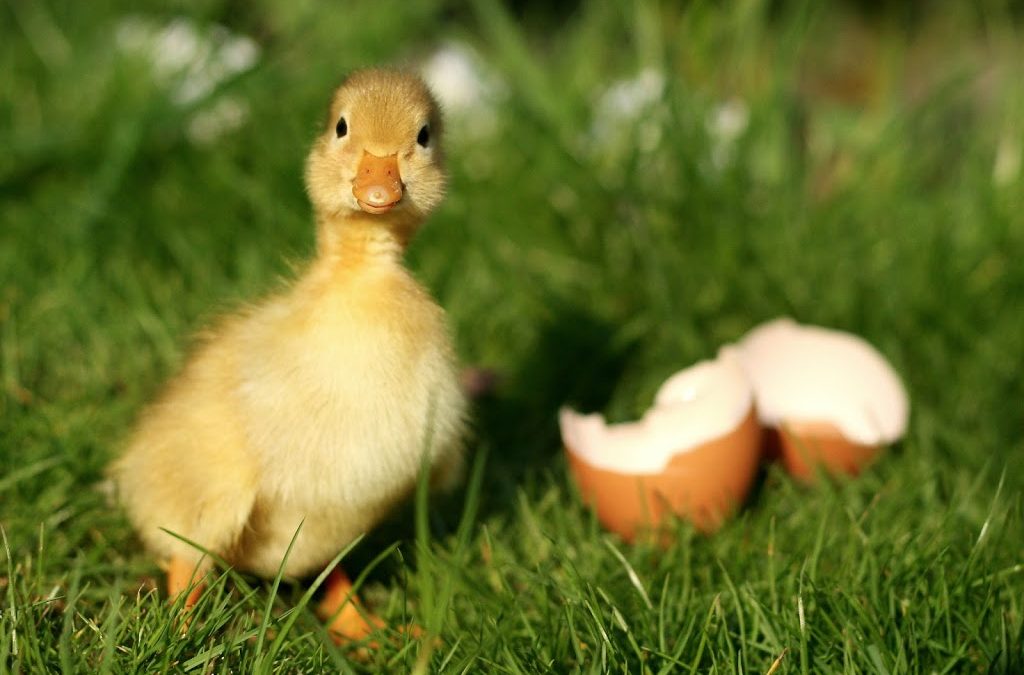 Happy Easter!