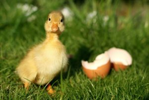 dreamstimefree_2793405