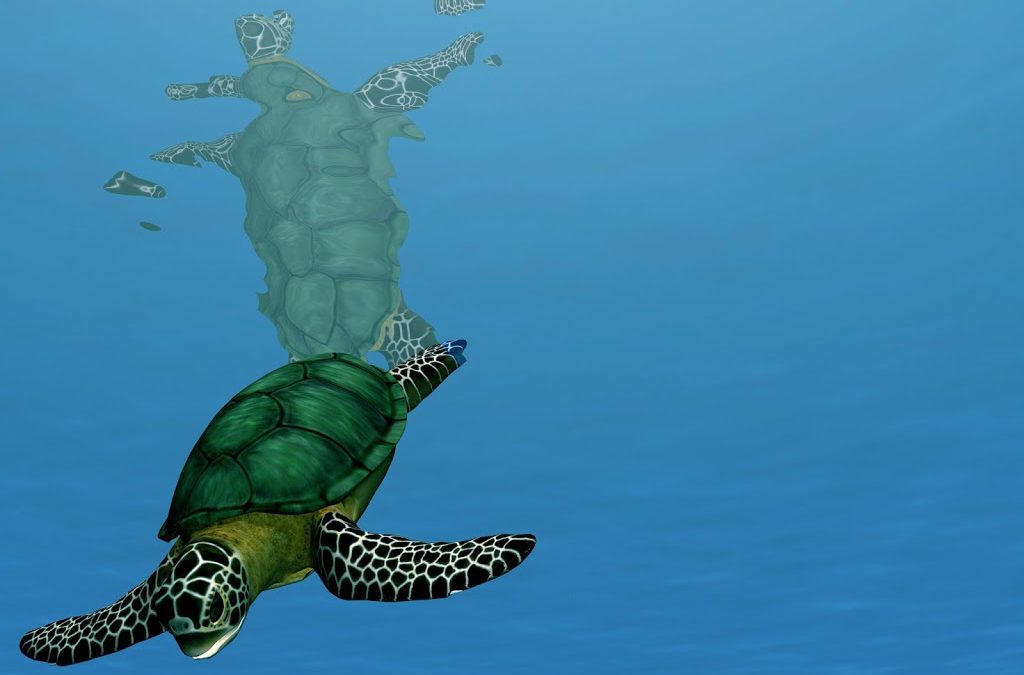 Even Sea Turtles Are Getting Acupuncture!