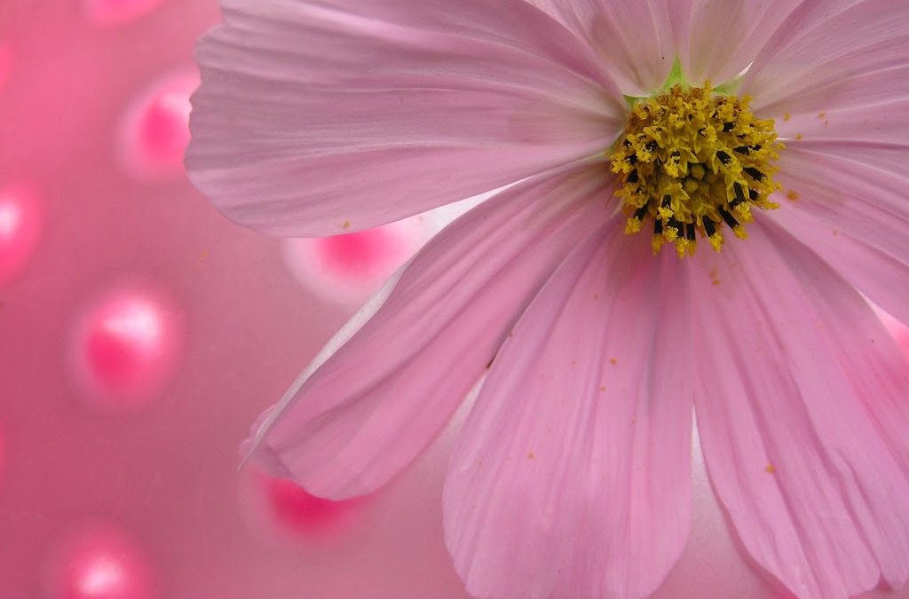 Vulvodynia, Acupuncture, and Chinese Medicine