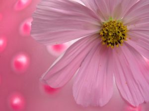 dreamstimefree_233078pink-daisy