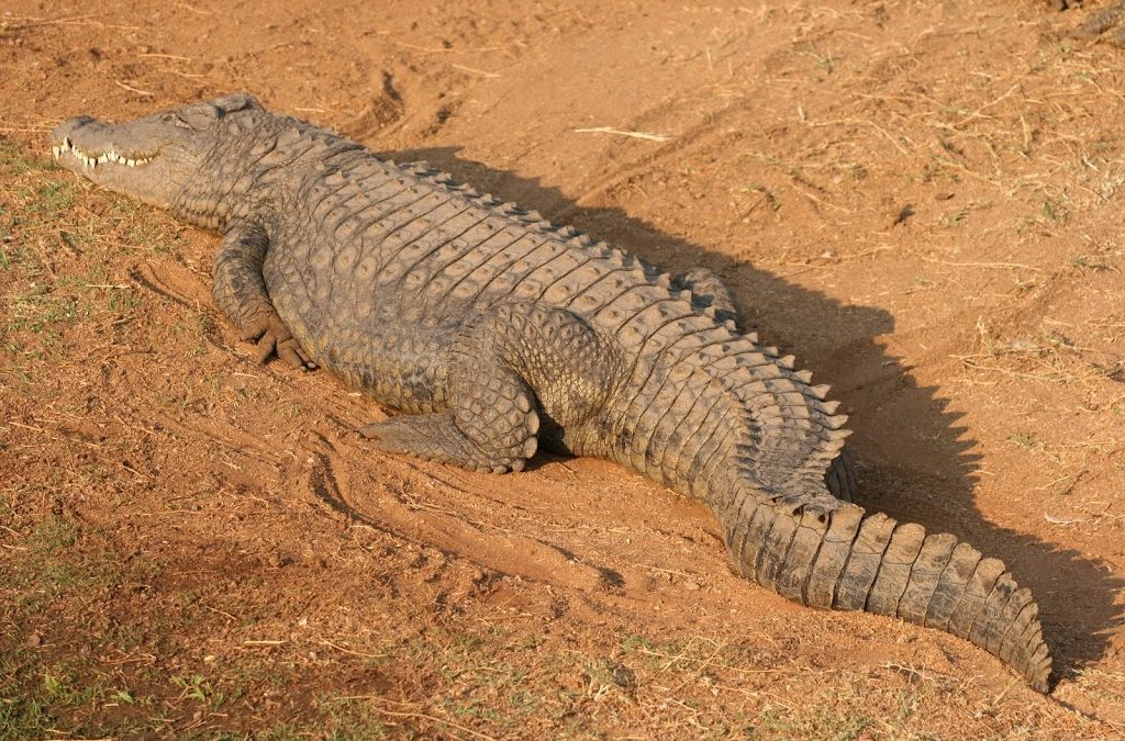 Acupuncture For Animals, Even Alligators!