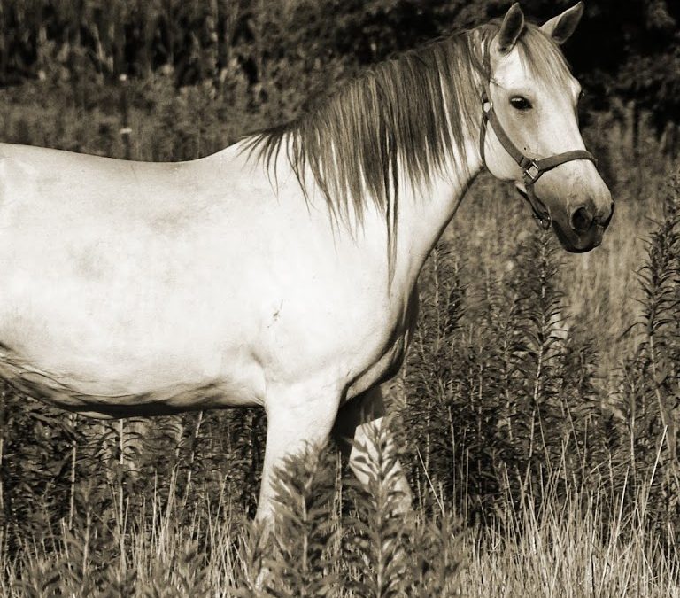 Chinese New Year is the Year of the Horse