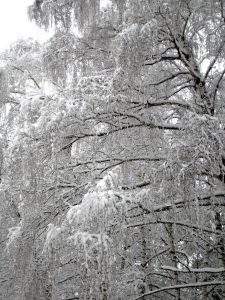 dreary-winter