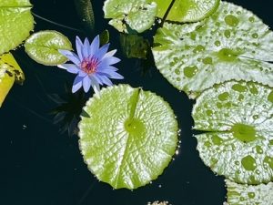 Chinese medicine Spring